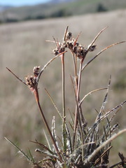Luzula ulophylla