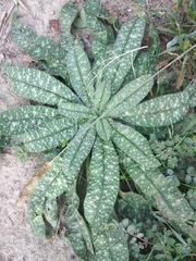 Echium vulgare