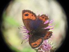 Erebia montanus