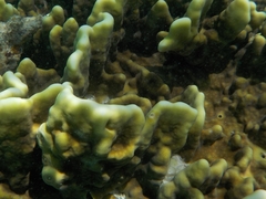 Millepora exaesa