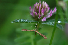 Stenoptilia pterodactyla