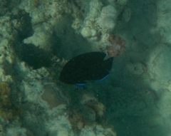 Centropyge multispinis