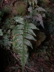 Athyrium niponicum