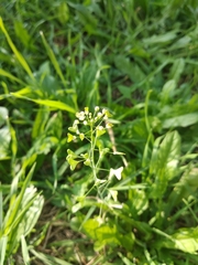 Capsella bursa-pastoris