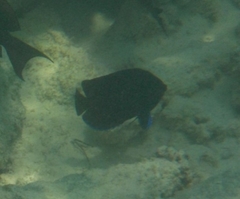 Centropyge multispinis