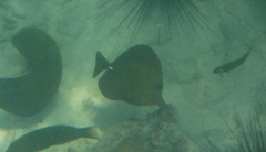 Zebrasoma scopas
