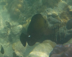 Zebrasoma scopas