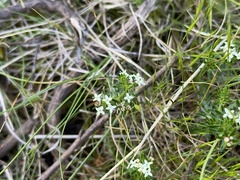 Asperula conferta