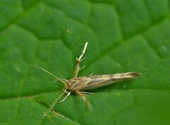 Stathmopoda plumbiflua