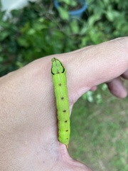 Eupanacra elegantulus