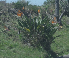 Strelitzia reginae