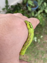 Eupanacra elegantulus