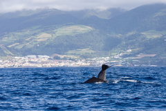 Physeter macrocephalus