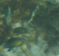 Pycnochromis nigrurus