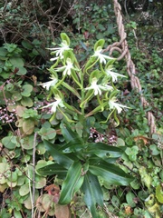 Bonatea speciosa