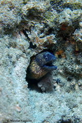 Muraena helena