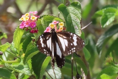 Danaus affinis