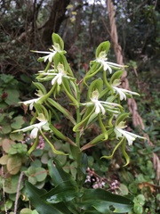Bonatea speciosa
