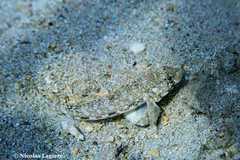 Gobius geniporus
