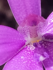 Elythranthera emarginata