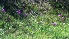 Senecio speciosus
