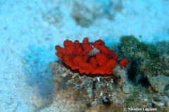 Spondylus gaederopus