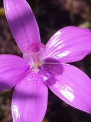 Elythranthera emarginata