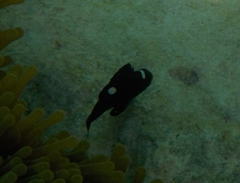 Dascyllus trimaculatus