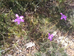 Elythranthera emarginata