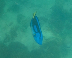 Paracanthurus hepatus