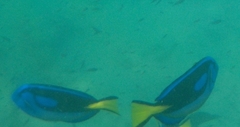 Paracanthurus hepatus