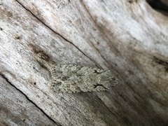 Lithophane ornitopus