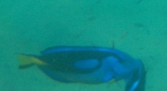 Paracanthurus hepatus