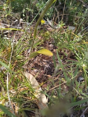 Elythranthera emarginata