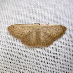Idaea uniformis