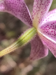 Elythranthera emarginata