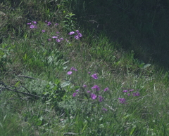 Senecio speciosus