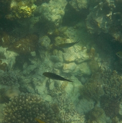 Chromis ternatensis