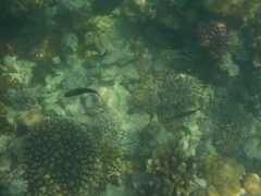 Chromis ternatensis
