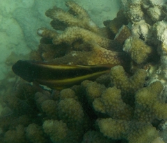 Paracirrhites forsteri