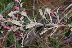 Olearia erubescens