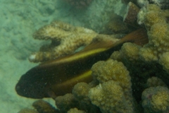 Paracirrhites forsteri
