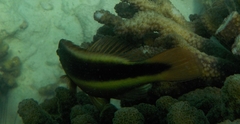 Paracirrhites forsteri