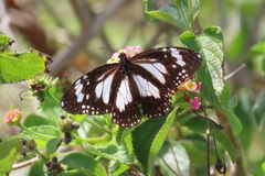 Danaus affinis