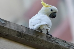 Cacatua sulphurea
