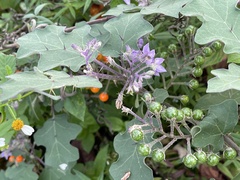 Solanum violaceum