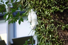 Cacatua sulphurea