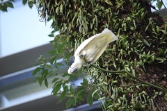Cacatua sulphurea