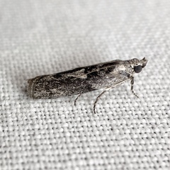 Sciota melanostyla