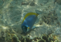 Acanthurus leucosternon